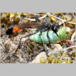 Ammophila sabulosa - Sandwespe 04h 20mm mit Sichelfluegler-Raupe - Drepana falcataria.jpg